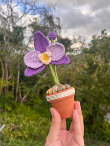 Mini Orchid