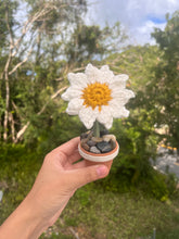 Load image into Gallery viewer, Mini Daisy
