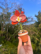 Load image into Gallery viewer, Mini Orchid
