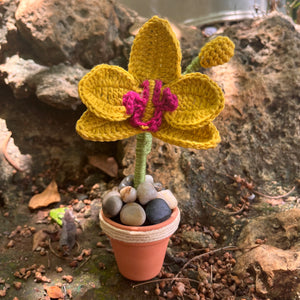 Mini Orchid